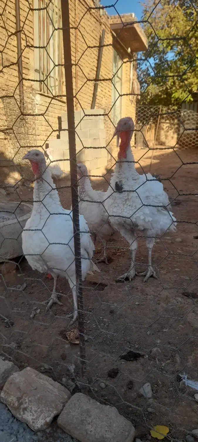 بوقلمون|حیوانات مزرعه|صحنه, |دیوار