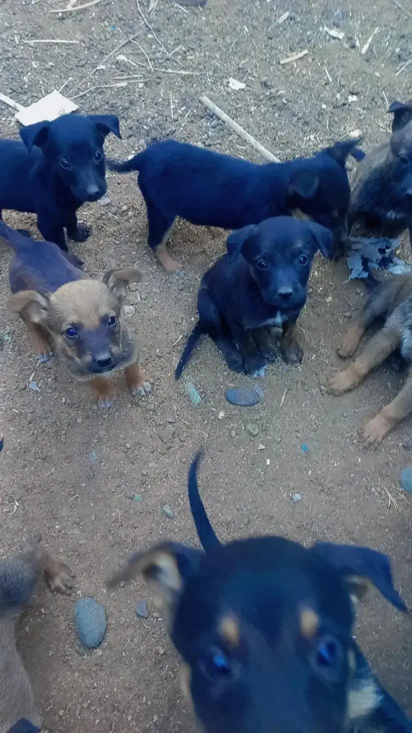 چهار عدد توله ماده|سگ|جیرفت, |دیوار