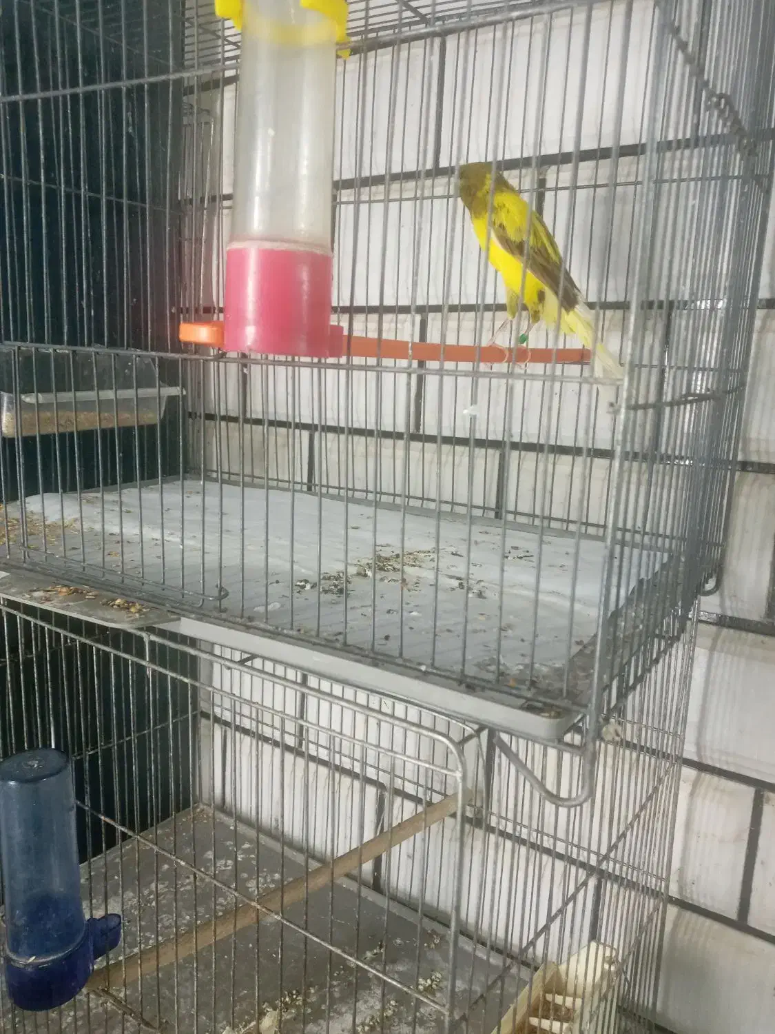 قناری کشیده بلند|پرنده|خمینی‌شهر, |دیوار