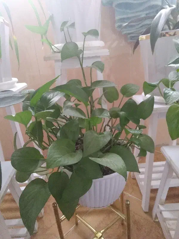 گل با گلدان|گل و گیاه طبیعی|آبیک, |دیوار