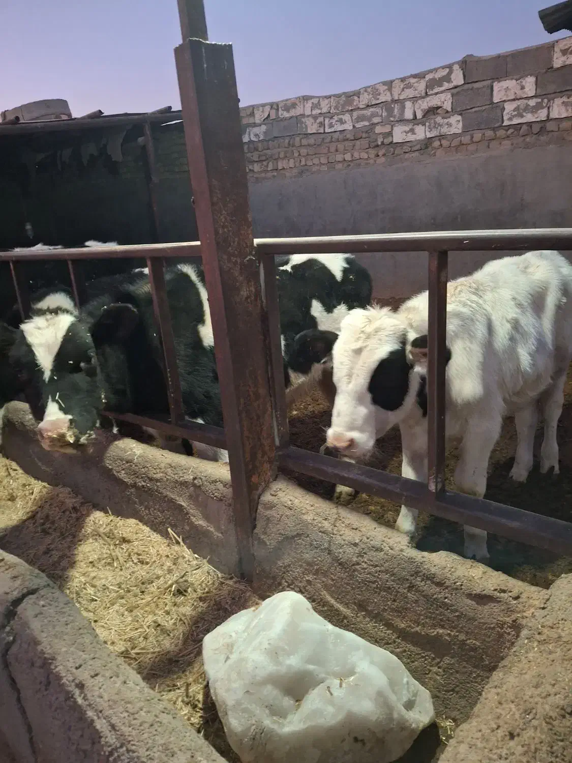 گوساله نر|حیوانات مزرعه|جعفرآباد, |دیوار