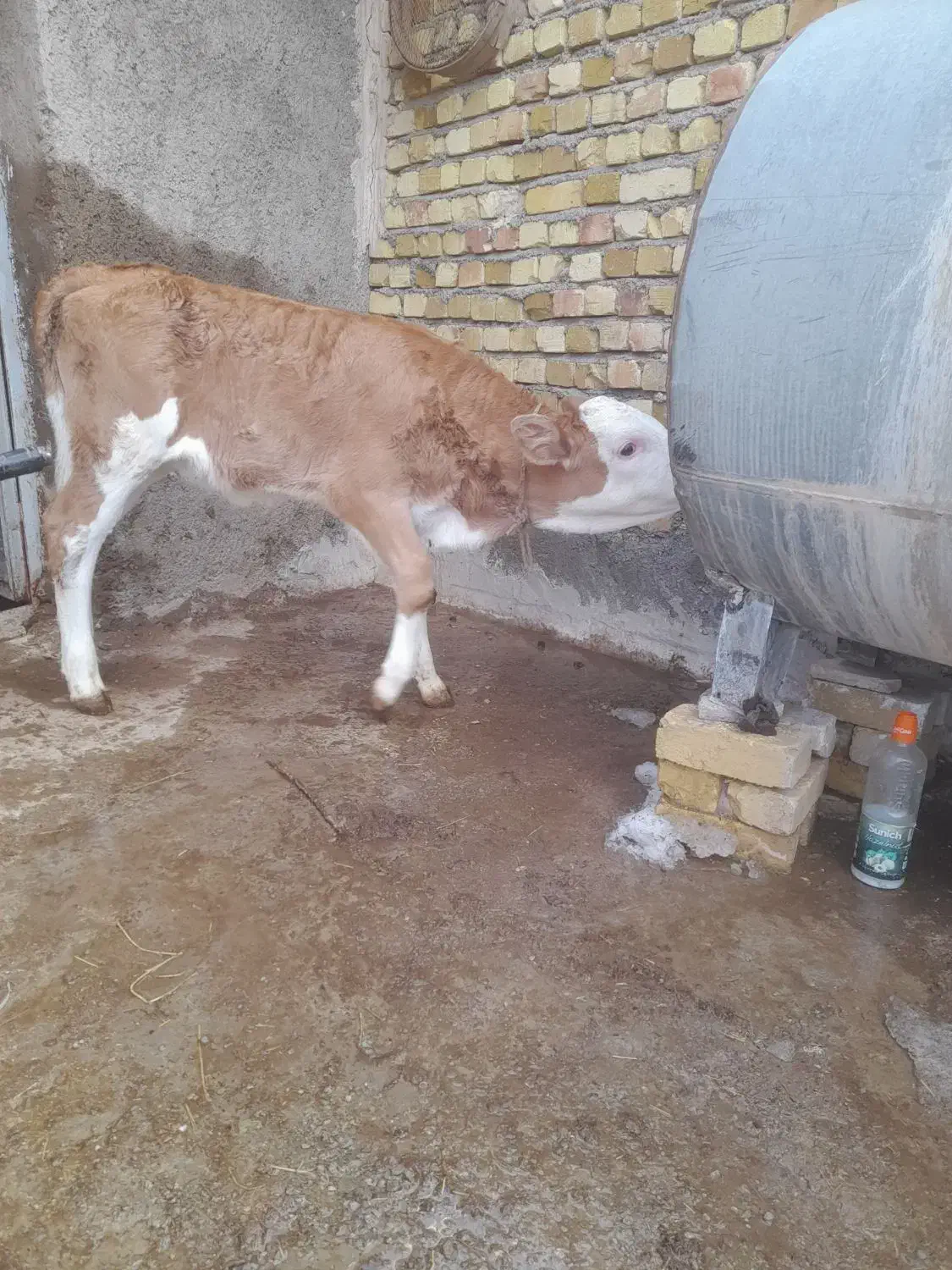 فرآورده های لبنی|خوردنی و آشامیدنی|تاکستان, |دیوار