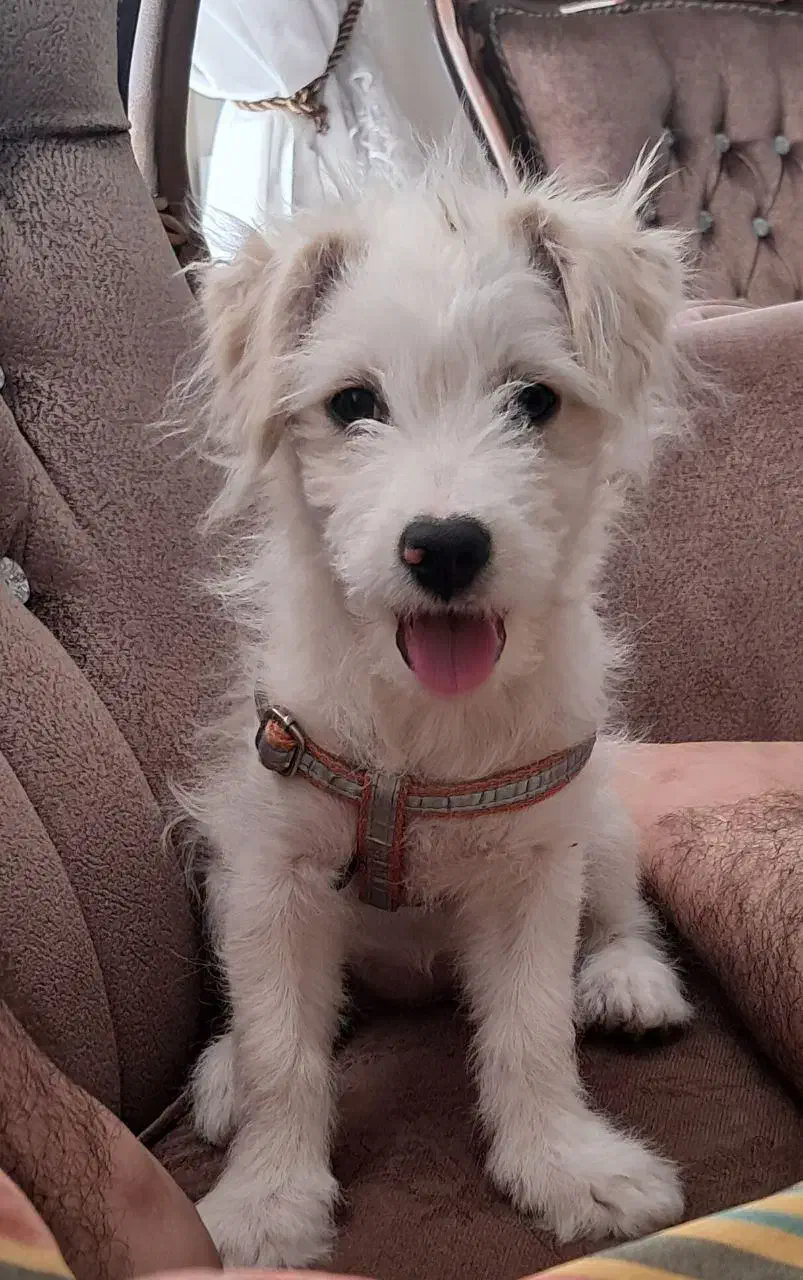 واگذاری سگ ۶ ماهه|سگ|اصفهان, دشتستان|دیوار