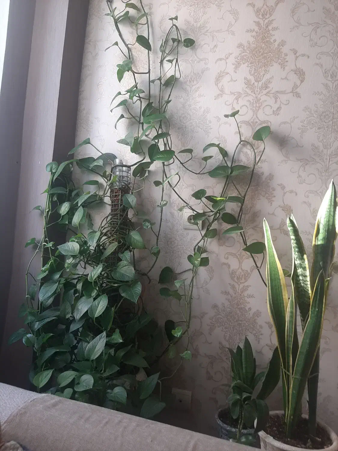 گل پتوس|گل و گیاه طبیعی|محمدیه-قزوین, |دیوار