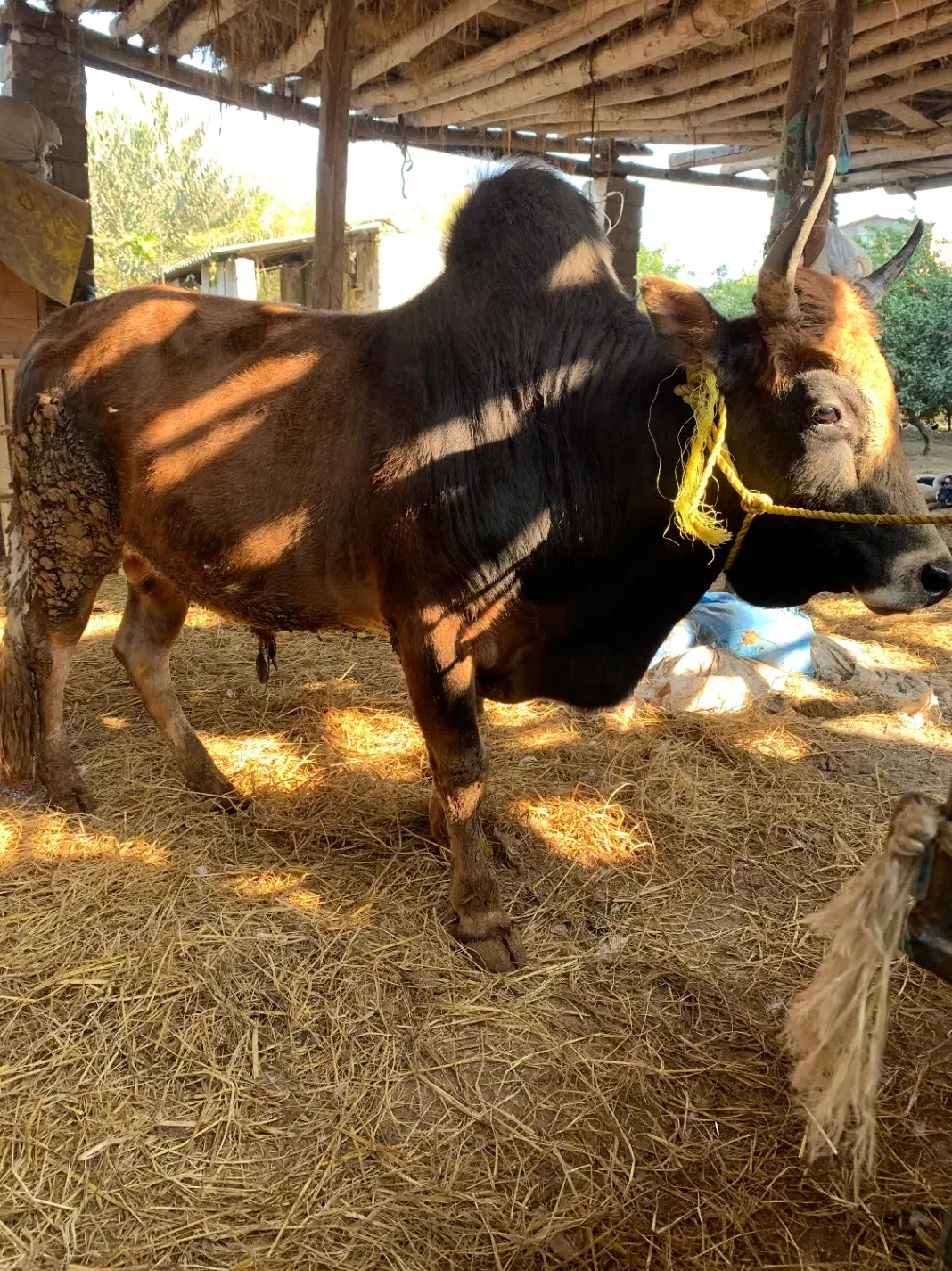 گوساله گاو نر سرشاخی|حیوانات مزرعه|گتاب, |دیوار