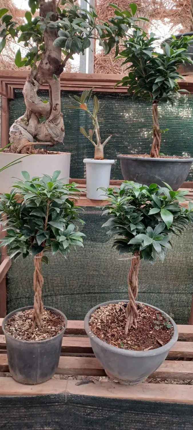 بن سای رتوزا|گل و گیاه طبیعی|صدرا-فارس, فاز ۱|دیوار