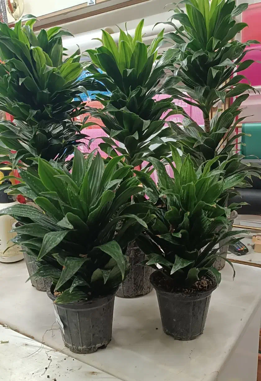 گل کامپکت آناناسی / هدیه ماندگار و خوش قیمت|گل و گیاه طبیعی|اصفهان, درب سیبه علیا|دیوار