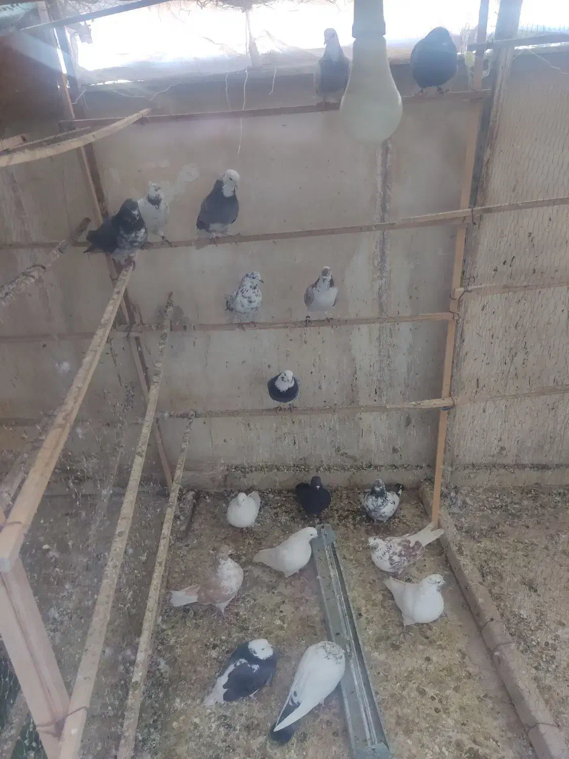 حیوان عشق بازی|پرنده|خمینی‌شهر, |دیوار