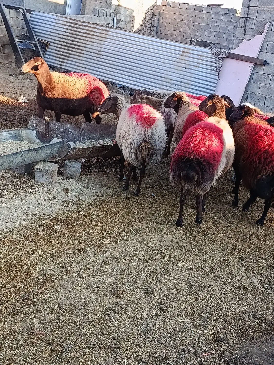 میش|حیوانات مزرعه|تربت جام, جلگه موسی آباد|دیوار