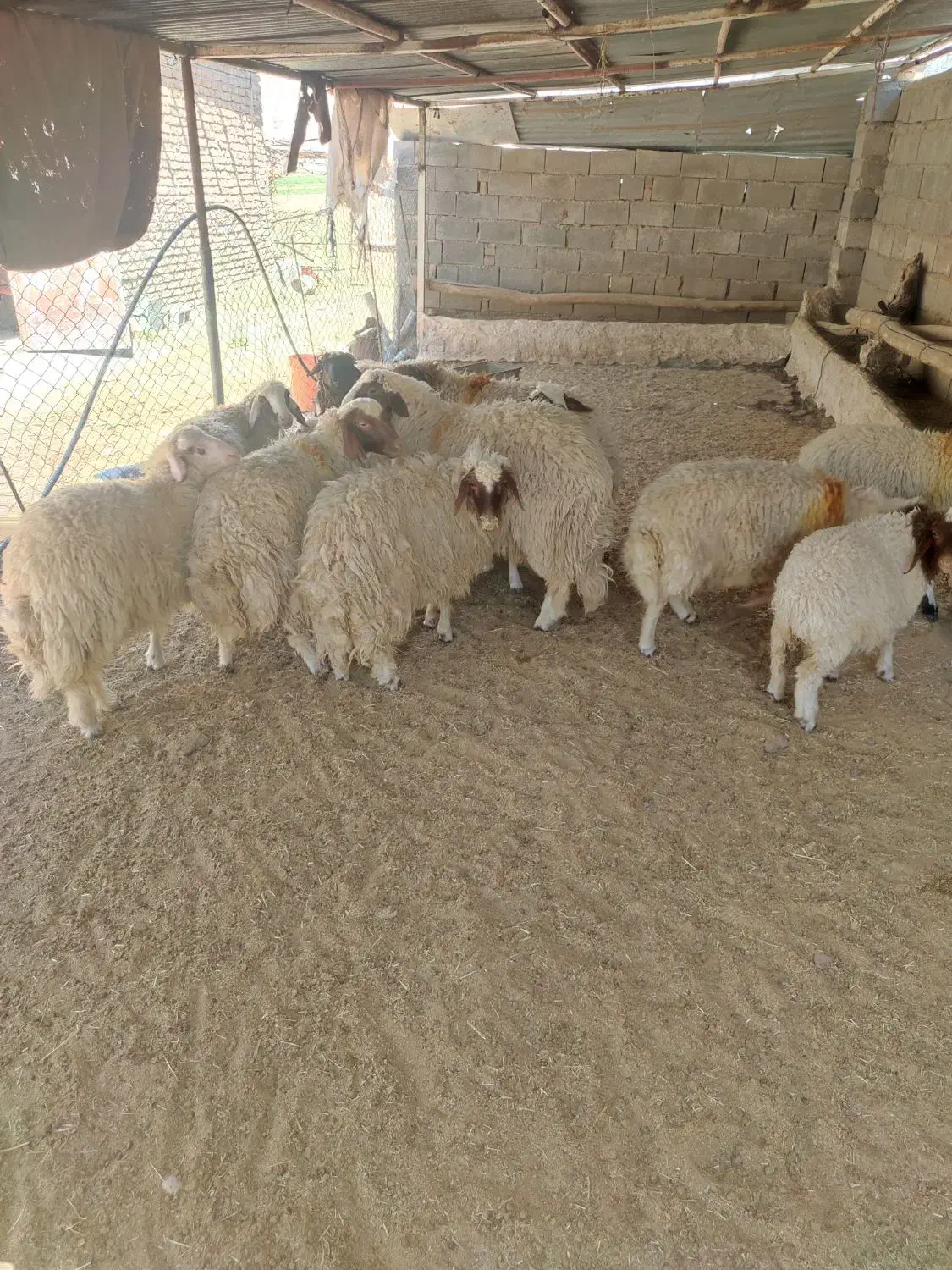 فروش فوری 6عدد کاور درجه یک|حیوانات مزرعه|دره شهر, |دیوار