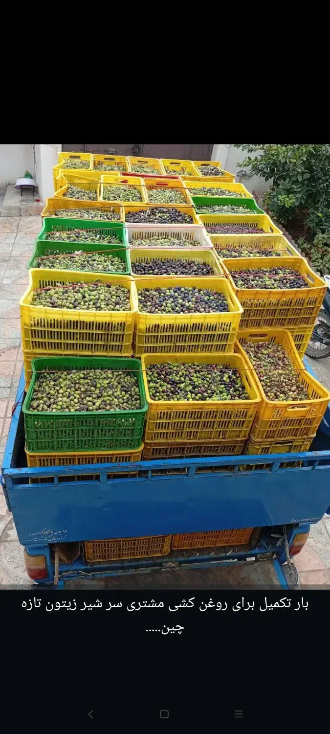 فروش زیتون و روغن زیتون بصورت کلی و جزعی|خوردنی و آشامیدنی|رودبار, |دیوار