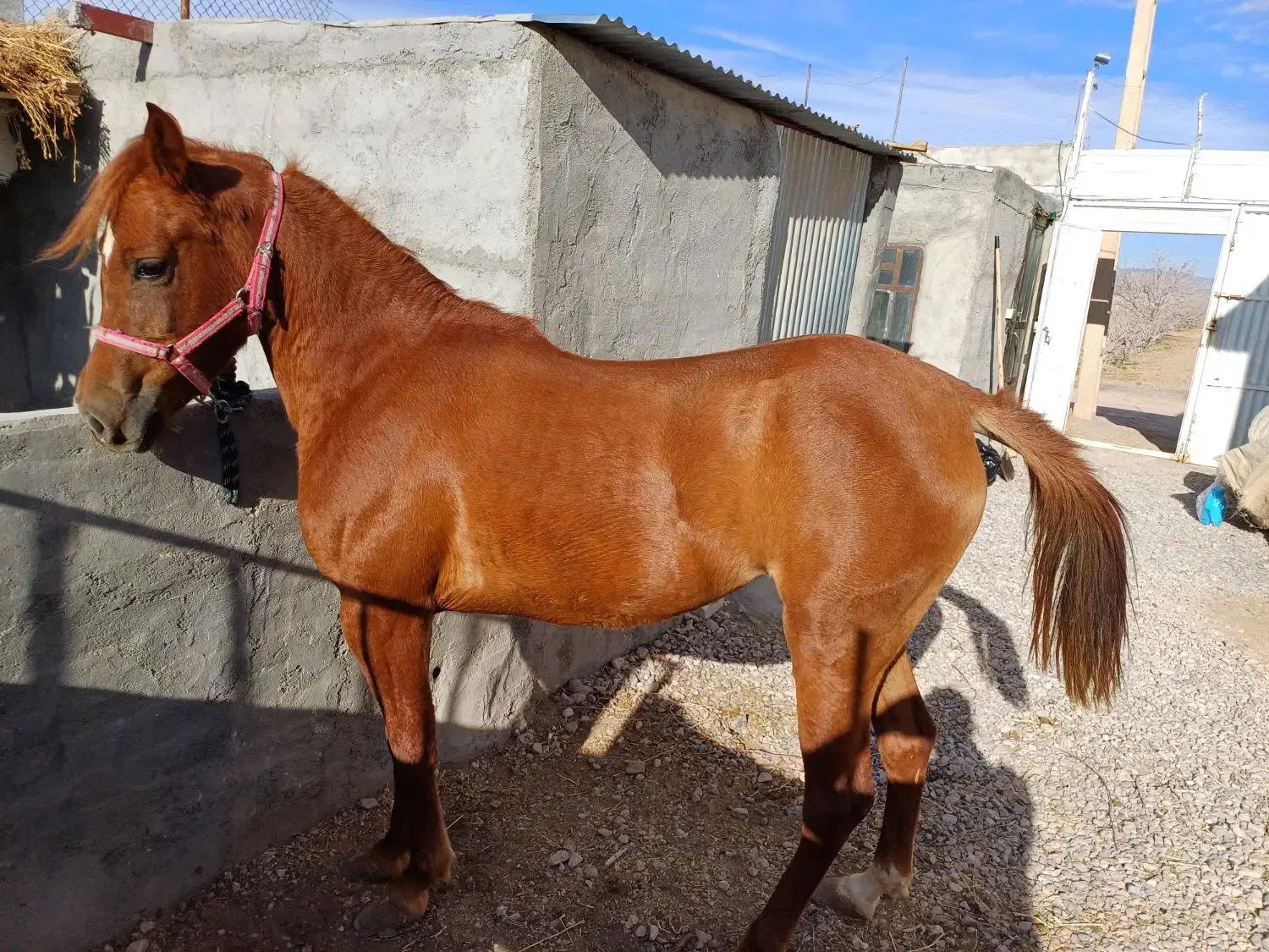 اسب مادیان عرب کرد|اسب و تجهیزات اسبسواری|یزد, |دیوار