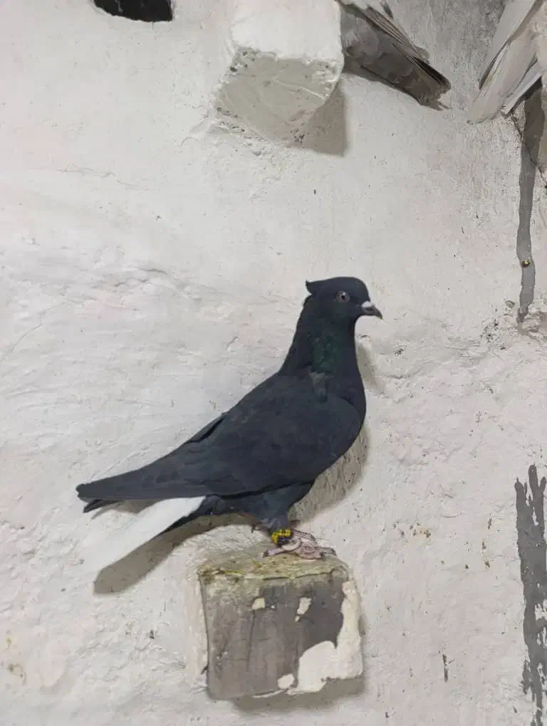 سیاه دم سفید|پرنده|مرودشت, رامجرد یک|دیوار