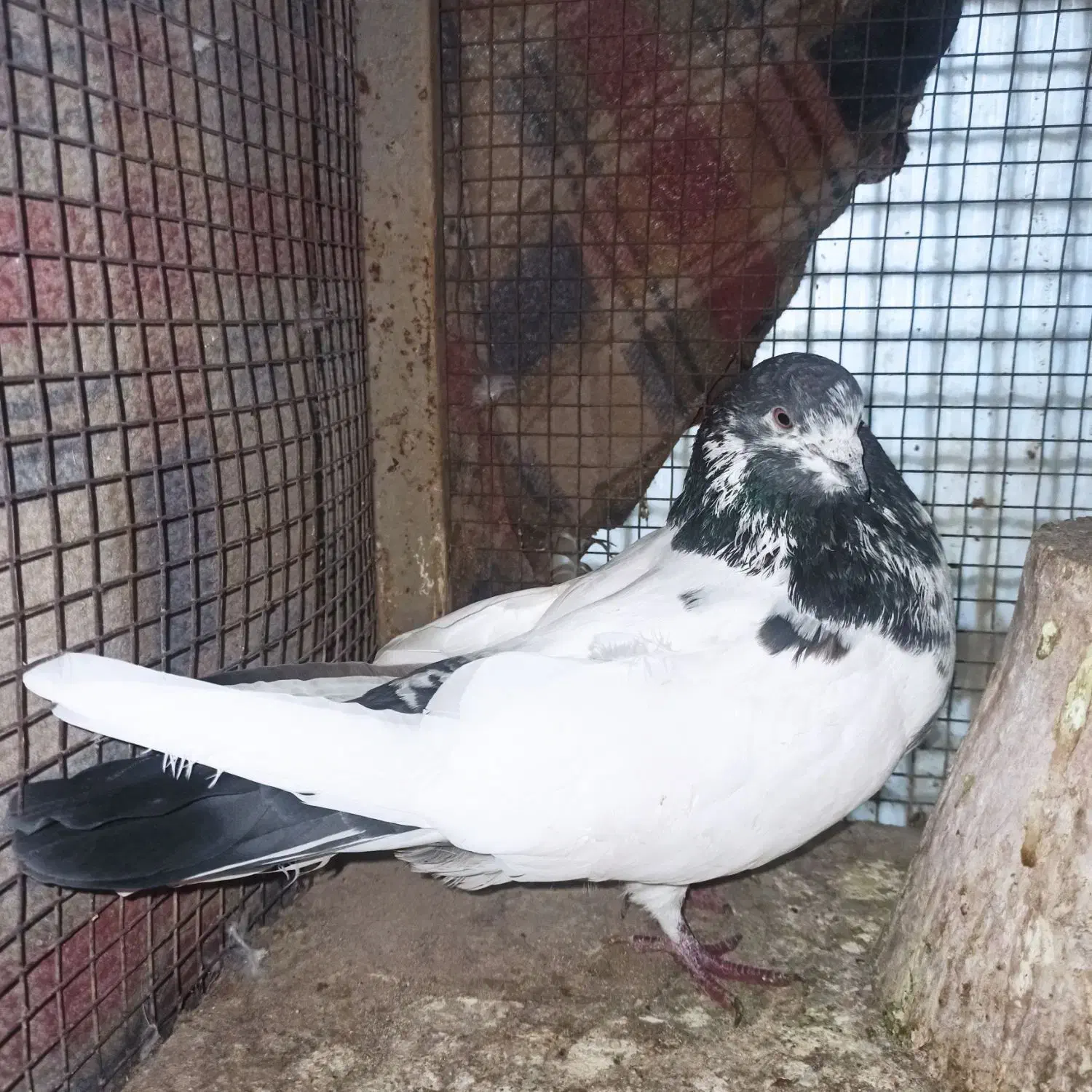 کفترکاشونی|پرنده|اصفهان, شاهد|دیوار