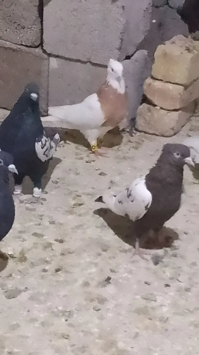 طوق زرد|پرنده|زرقان, |دیوار