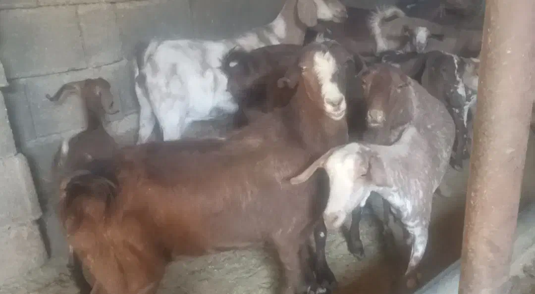 بزغاله خارجی|حیوانات مزرعه|ایلام, |دیوار