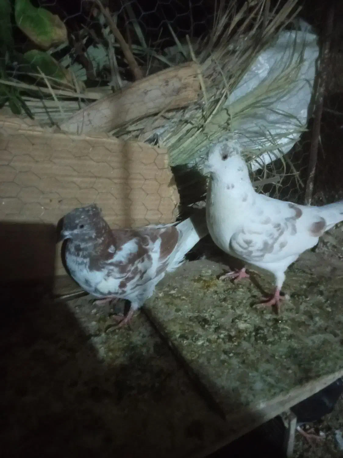 کبوتر|پرنده|طبس, |دیوار