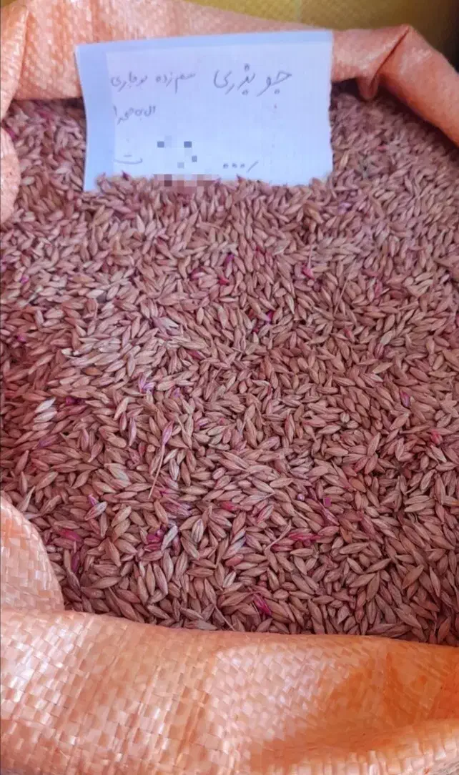 جو بذری و گندم بذری|خدمات باغبانی و درختکاری|علیآباد کتول, |دیوار