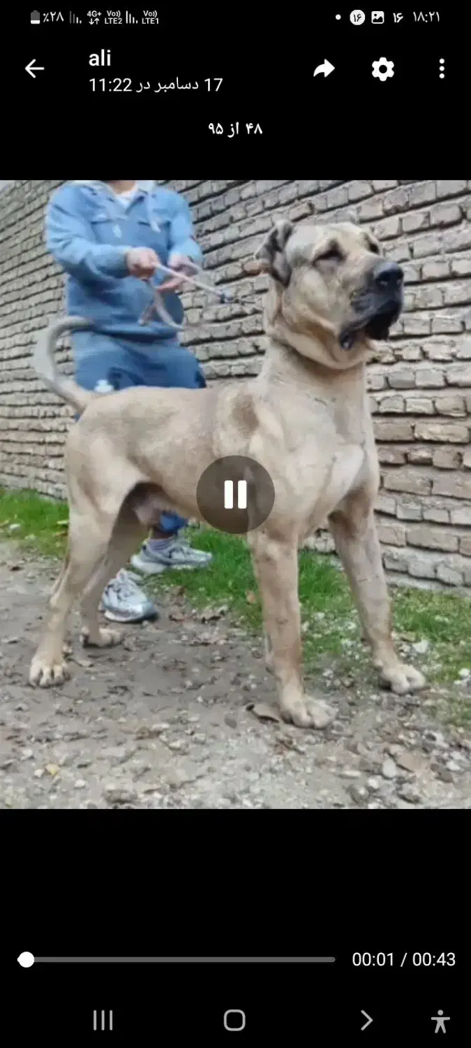 سگ سرابی تیپ دار|سگ|قم, خداکرم|دیوار