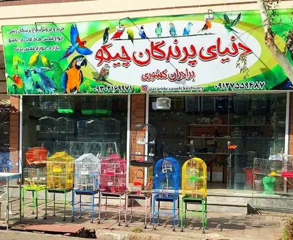 قناری|پرنده|ساوه, |دیوار