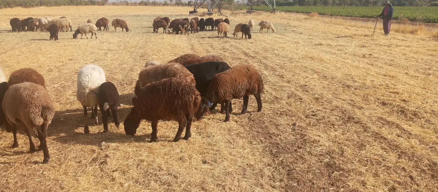 بره ماده افشاری و غزل افشار|حیوانات مزرعه|گلپایگان, |دیوار