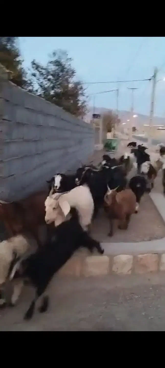 بز داشتی درشت هیکل|حیوانات مزرعه|اقلید, |دیوار