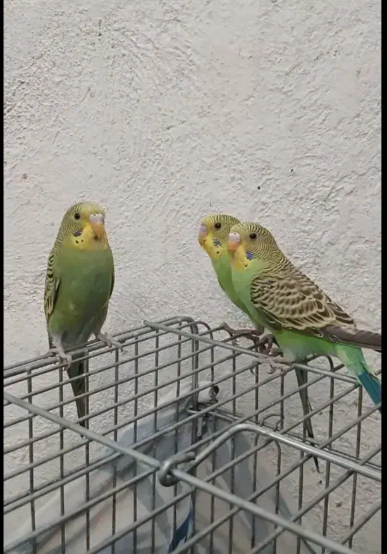 مرغ عشق رو تخم کار داده|پرنده|قزوین, |دیوار