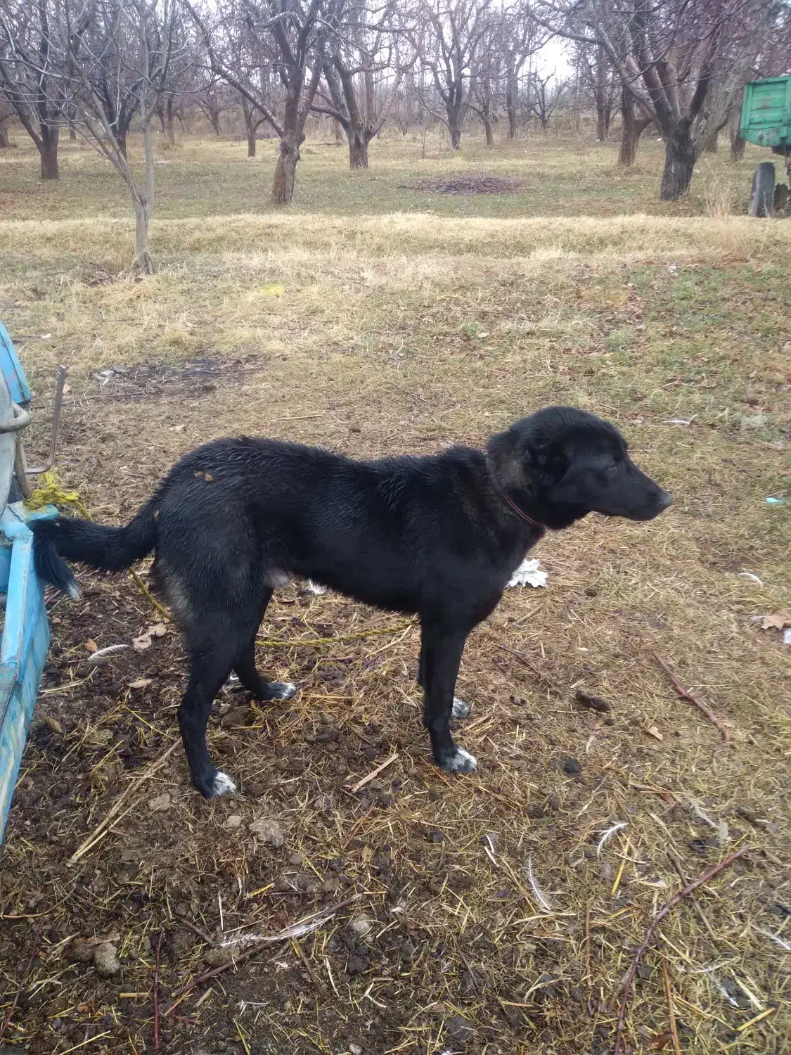 سگ نر|سگ|میاندوآب, |دیوار