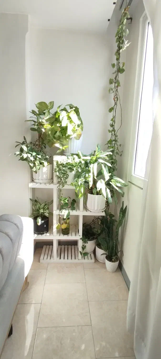 گلدان و گل طبیعی|گل و گیاه طبیعی|کرج, گلشهر|دیوار