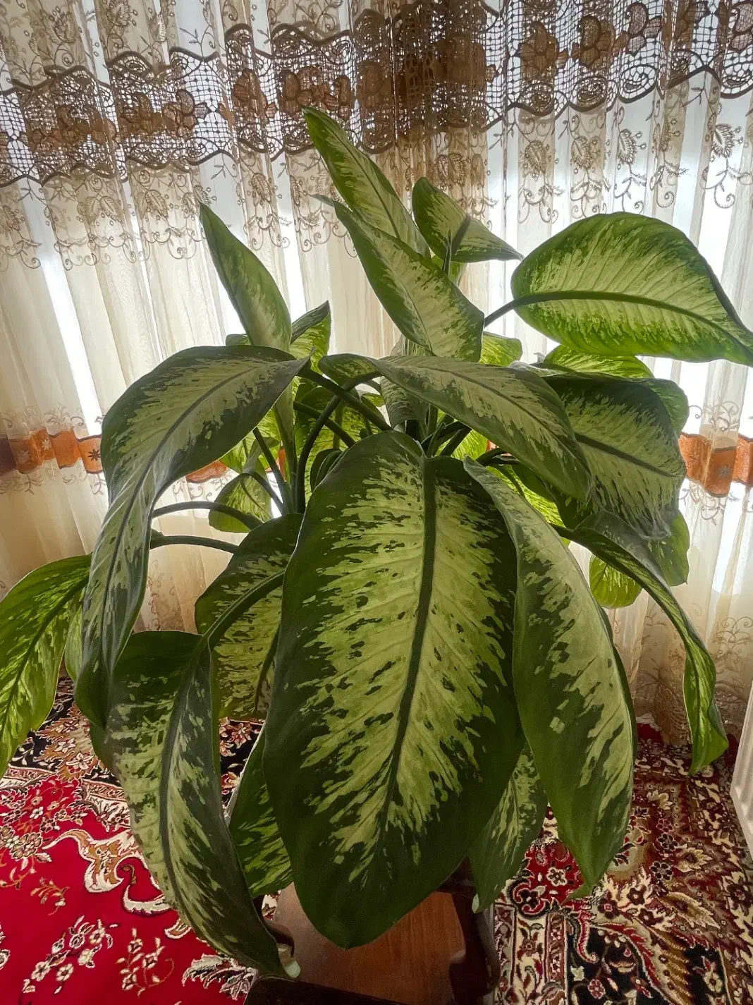 گل دیفن|گل و گیاه طبیعی|مبارکه, |دیوار