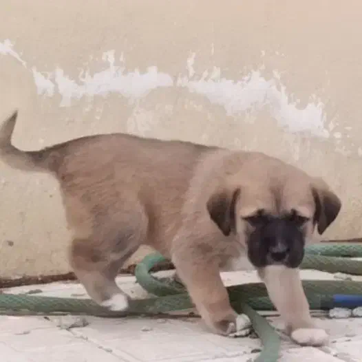 سرابی|سگ|تهران, منیریه|دیوار