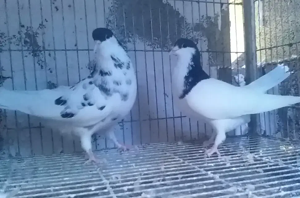 جفت یال شهری میمند|پرنده|میمند, |دیوار