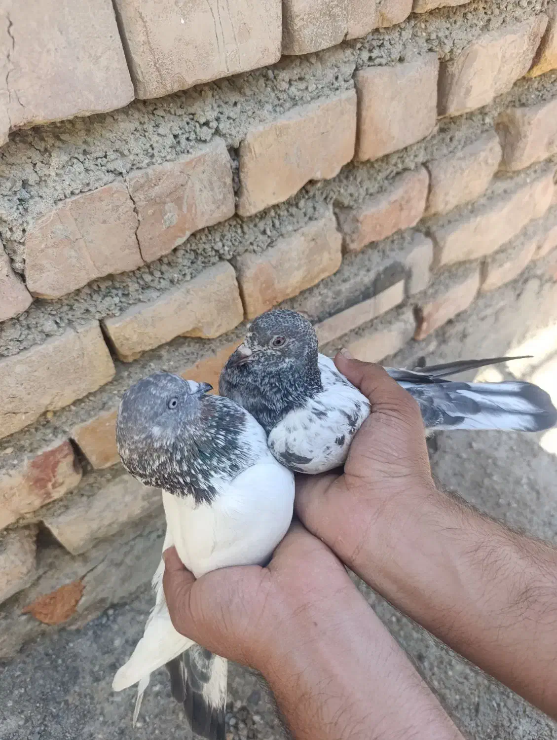 کفترپاکستانی|پرنده|ایرانشهر, |دیوار