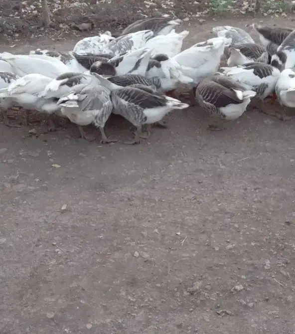 غار|حیوانات مزرعه|ماکو, |دیوار