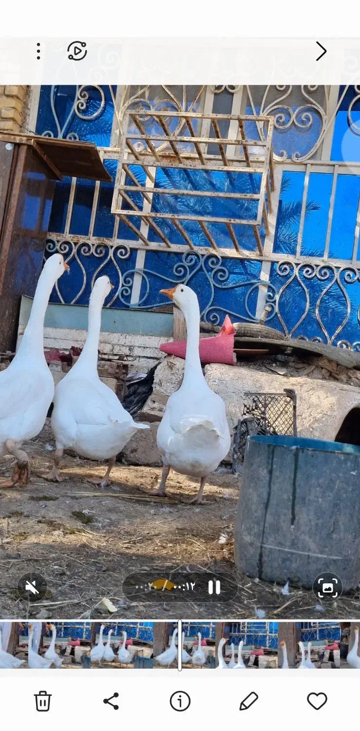 قوقازاوکراینی|حیوانات مزرعه|آبادان, |دیوار