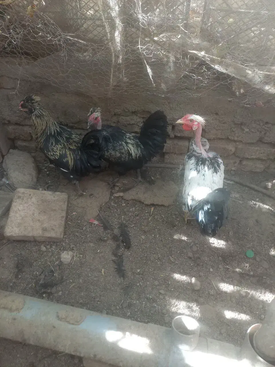 خروس|حیوانات مزرعه|اردکان, |دیوار