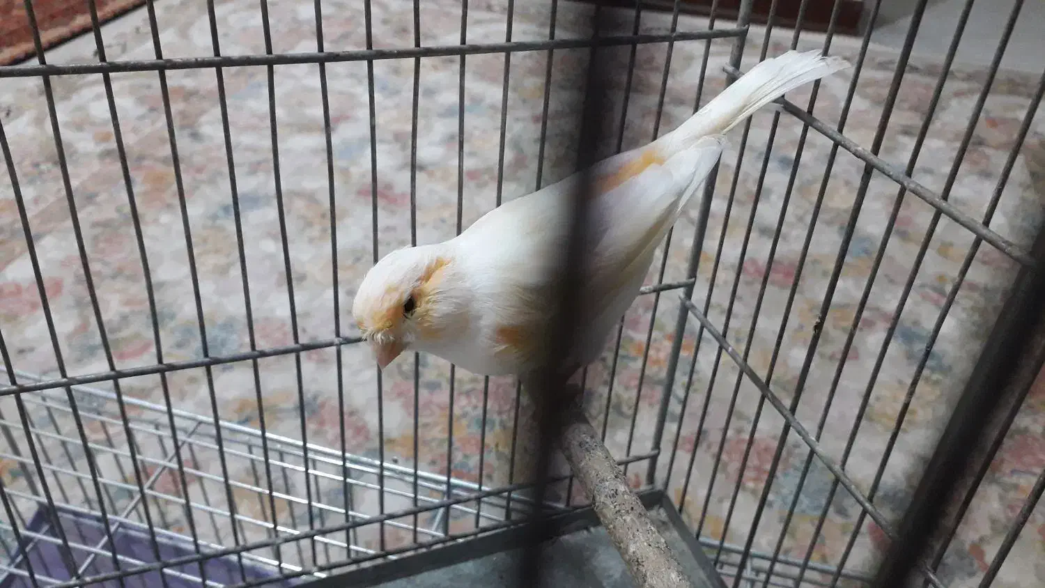 قناری موزایکی نر با قفس بزرگ ووسایل کامل|پرنده|فردیس, قریشی|دیوار