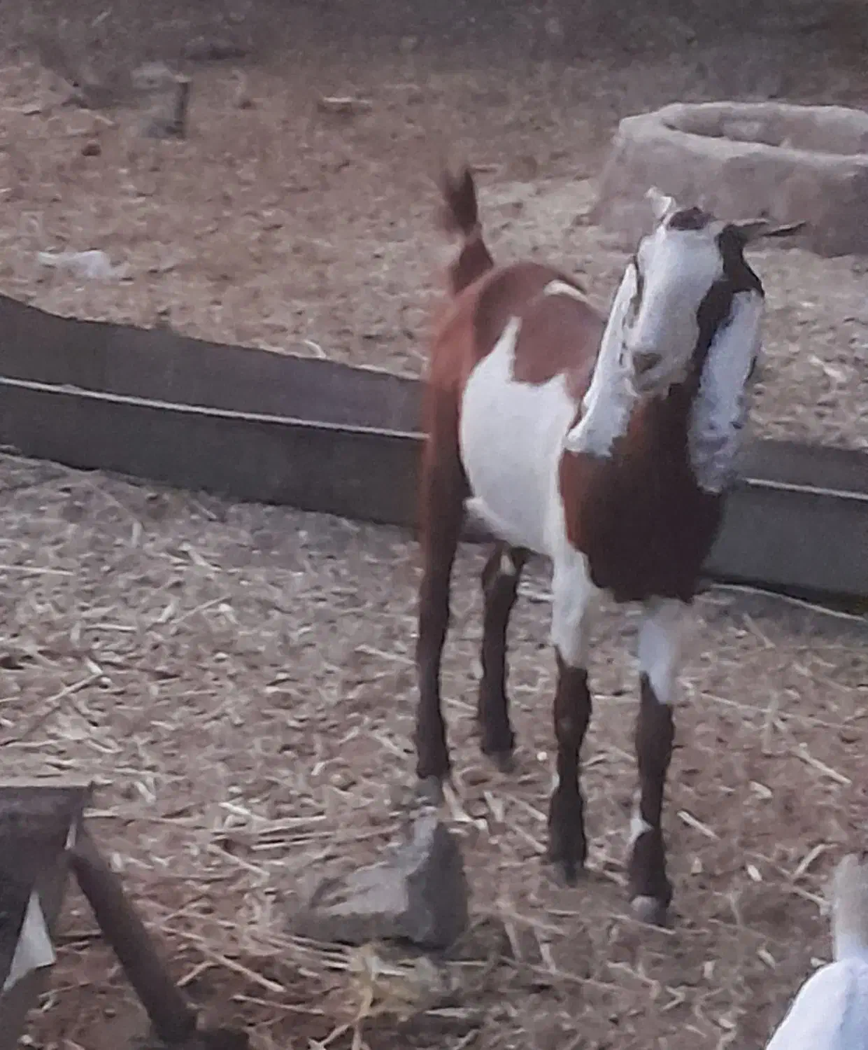 دوتا بز|حیوانات مزرعه|حمیدیه, |دیوار