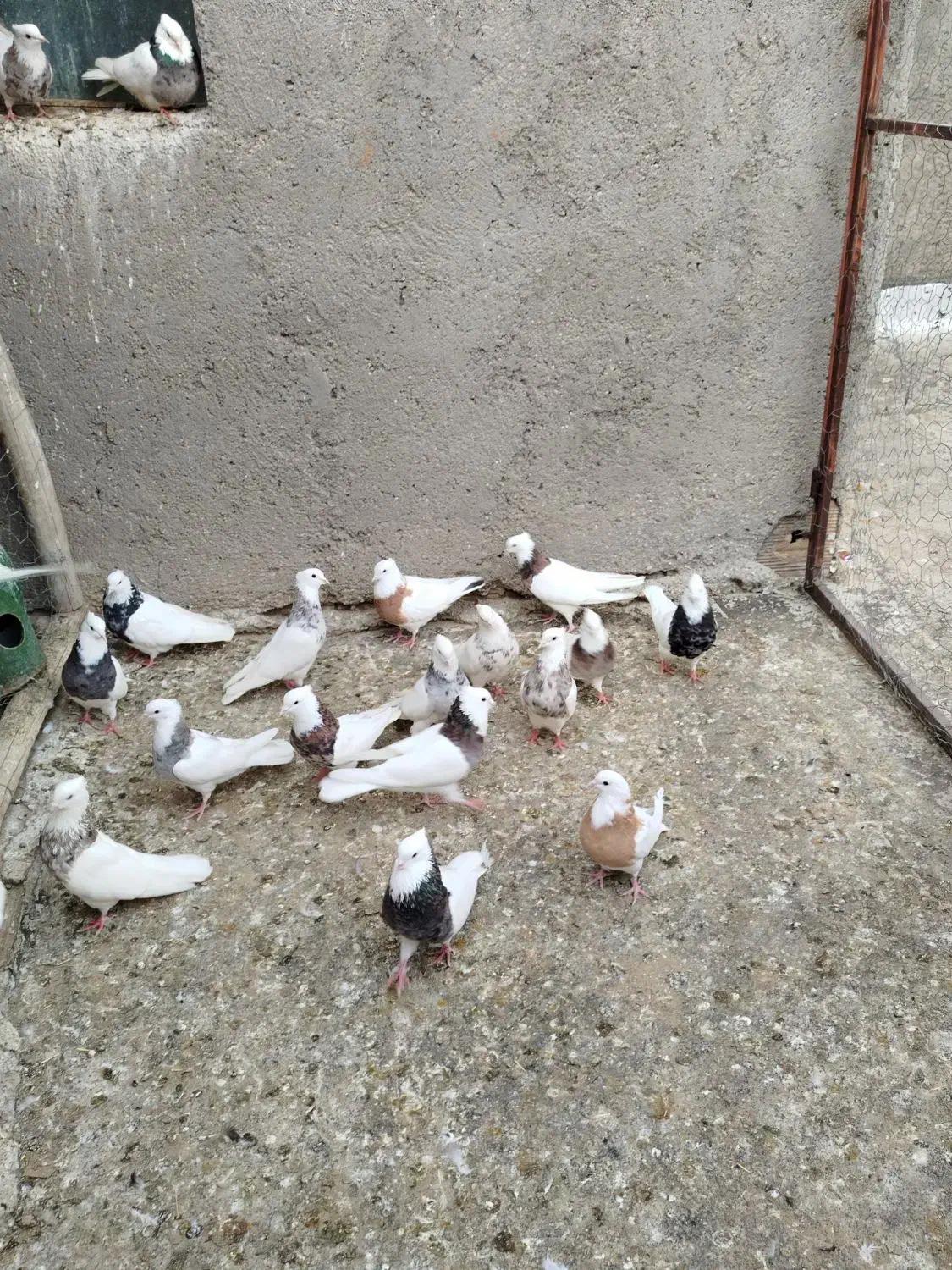 گفتر  یا کیوتر|پرنده|کبودرآهنگ, |دیوار