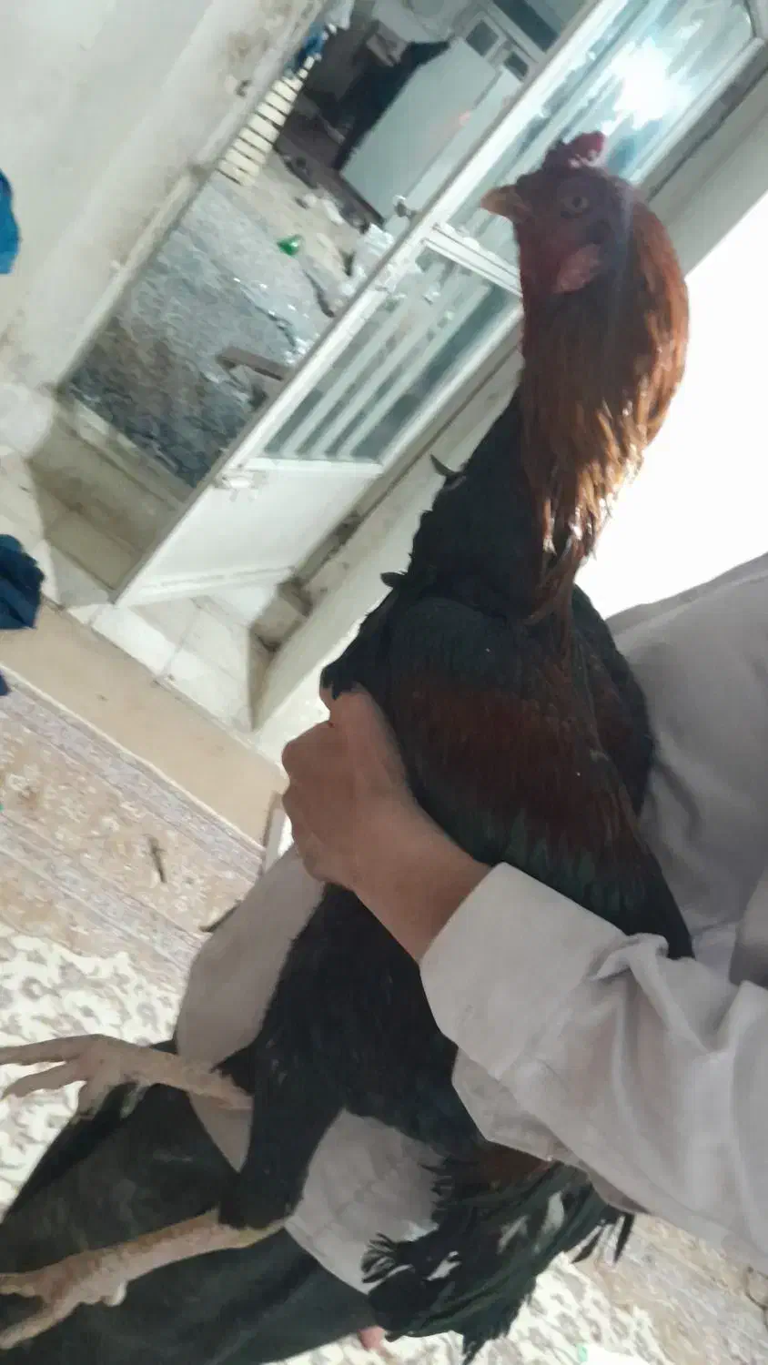 خروس لاری افغان|حیوانات مزرعه|اصفهان, زوان|دیوار