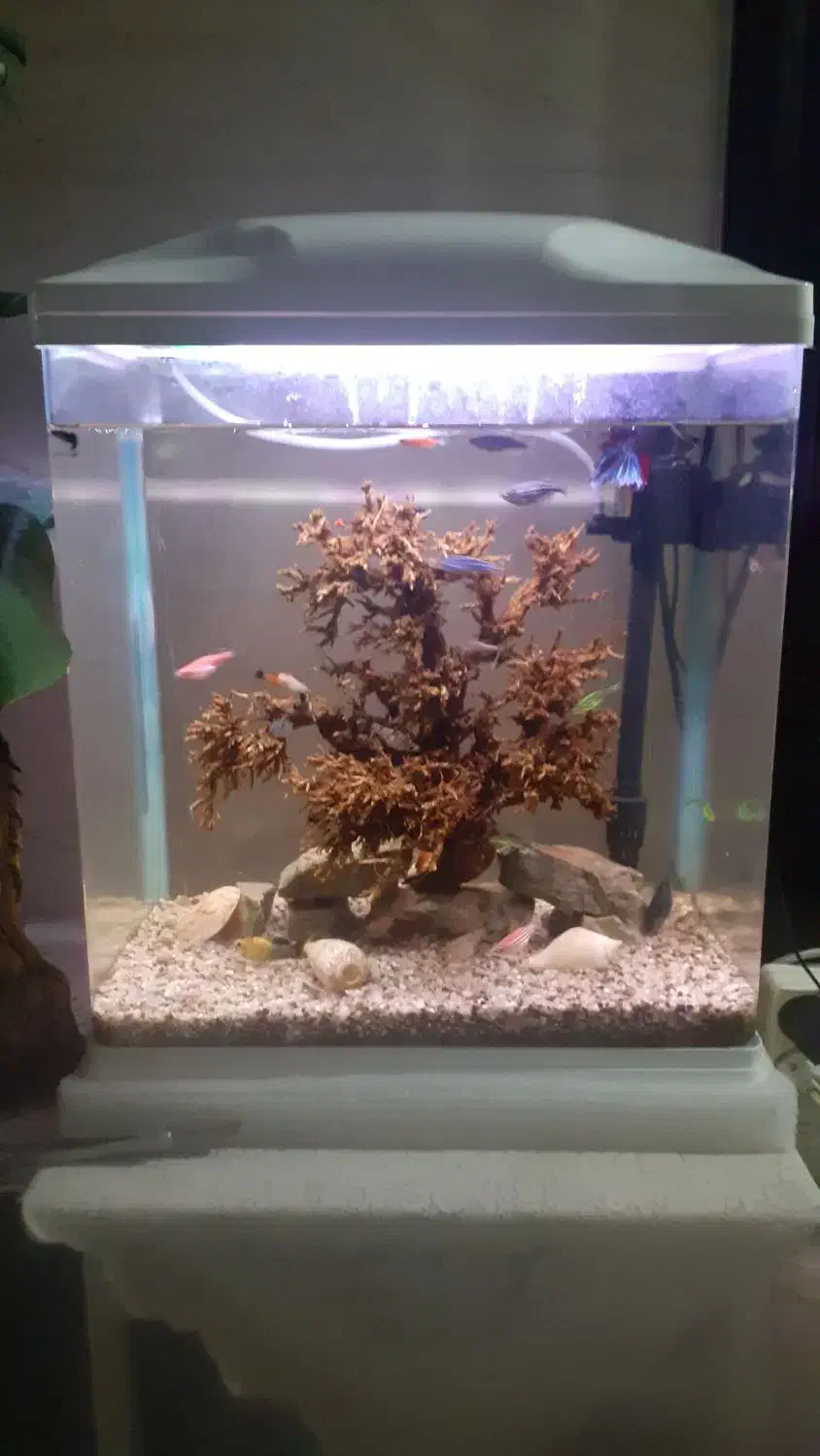 اکواریوم شیشه خم شرکتی اکوا|ماهی|کهریزک, |دیوار