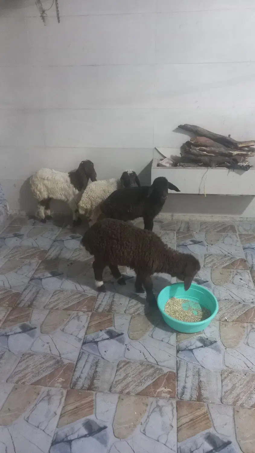 بره|حیوانات مزرعه|دزفول, |دیوار