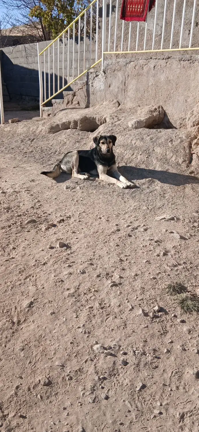 سگ نگهبان|سگ|قوچان, |دیوار