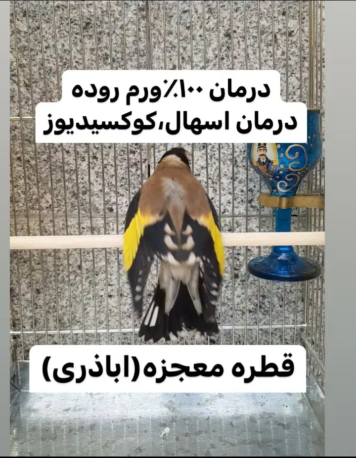 سهره.قناری.کبوتر|لوازم جانبی حیوانات|شیراز, آزادی|دیوار