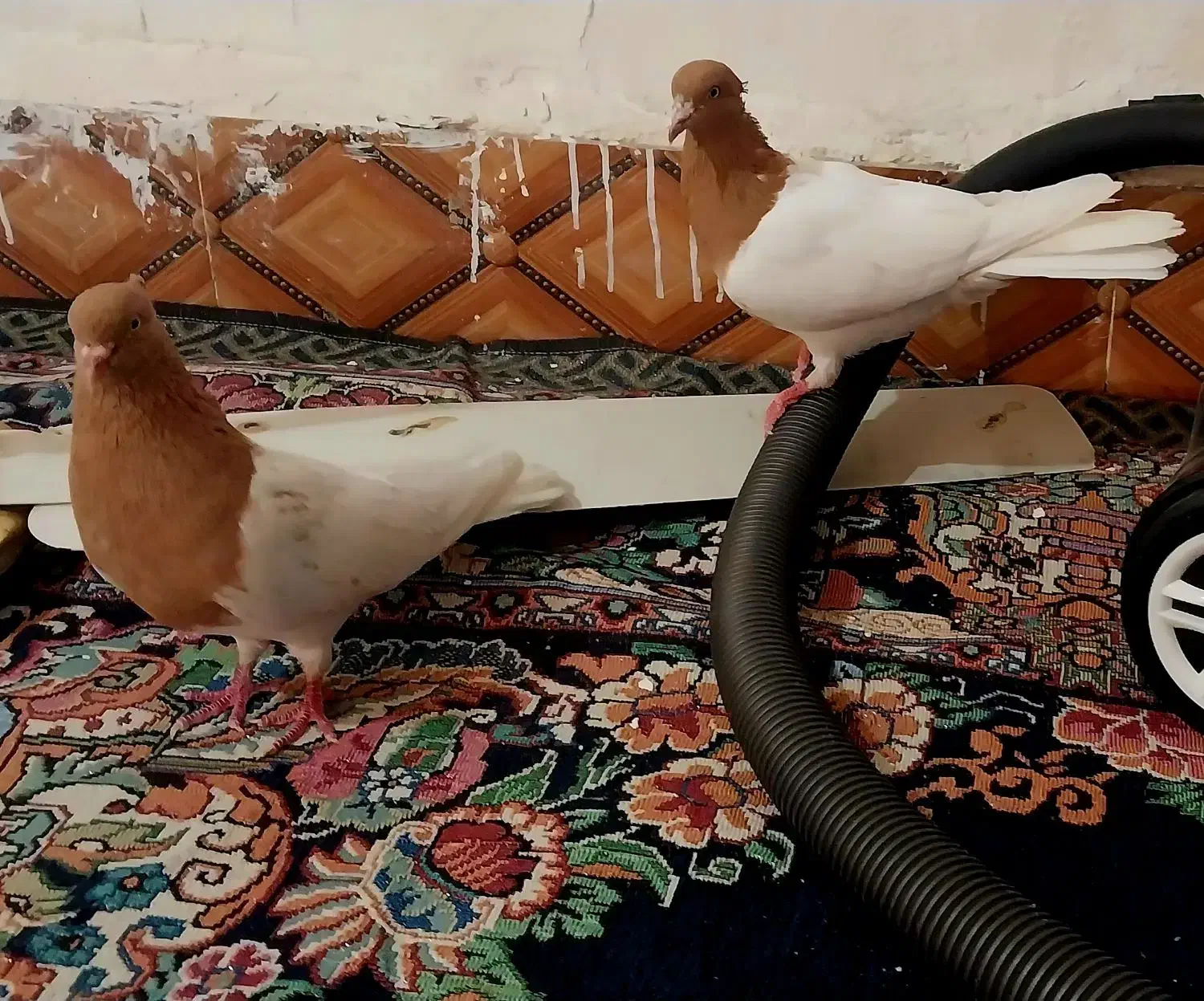 کله زرد نر و ماده|پرنده|سوسنگرد, |دیوار