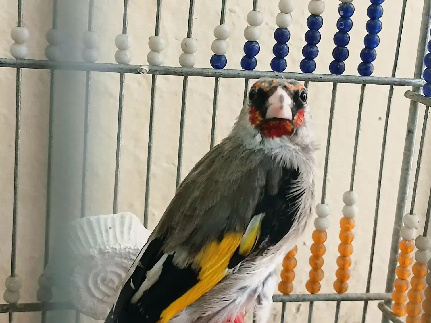 سهره دورگ نر و ماده معاوضه|پرنده|ابریشم, |دیوار