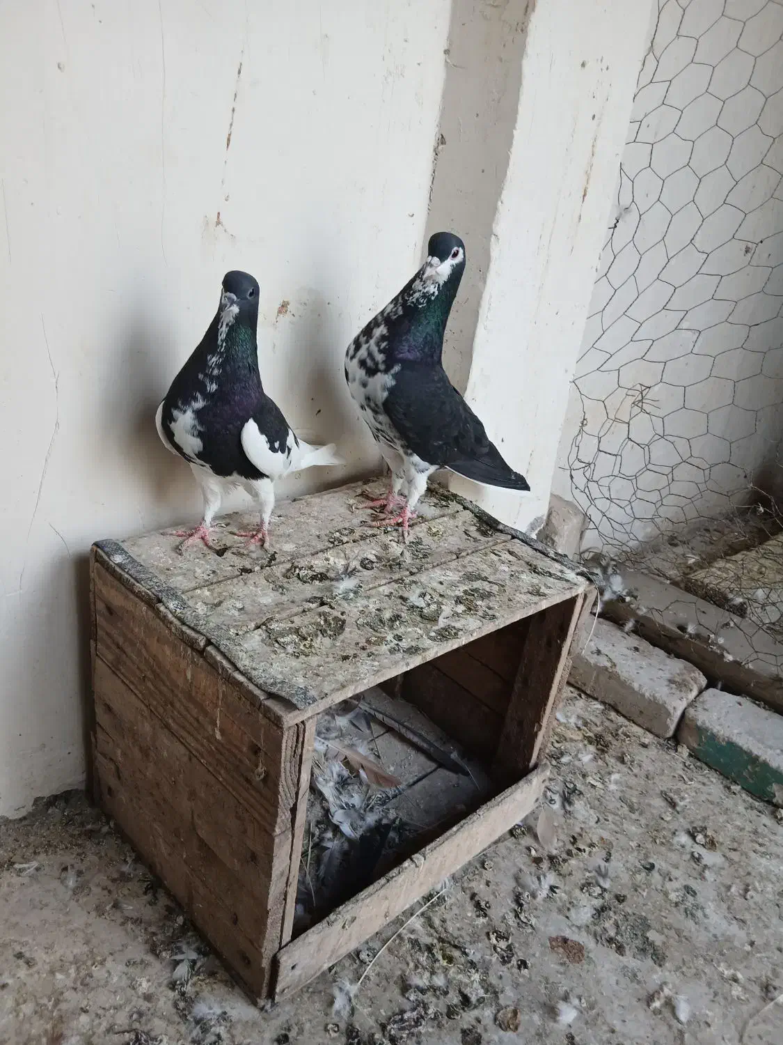 کبوتر|پرنده|خرمشهر, |دیوار