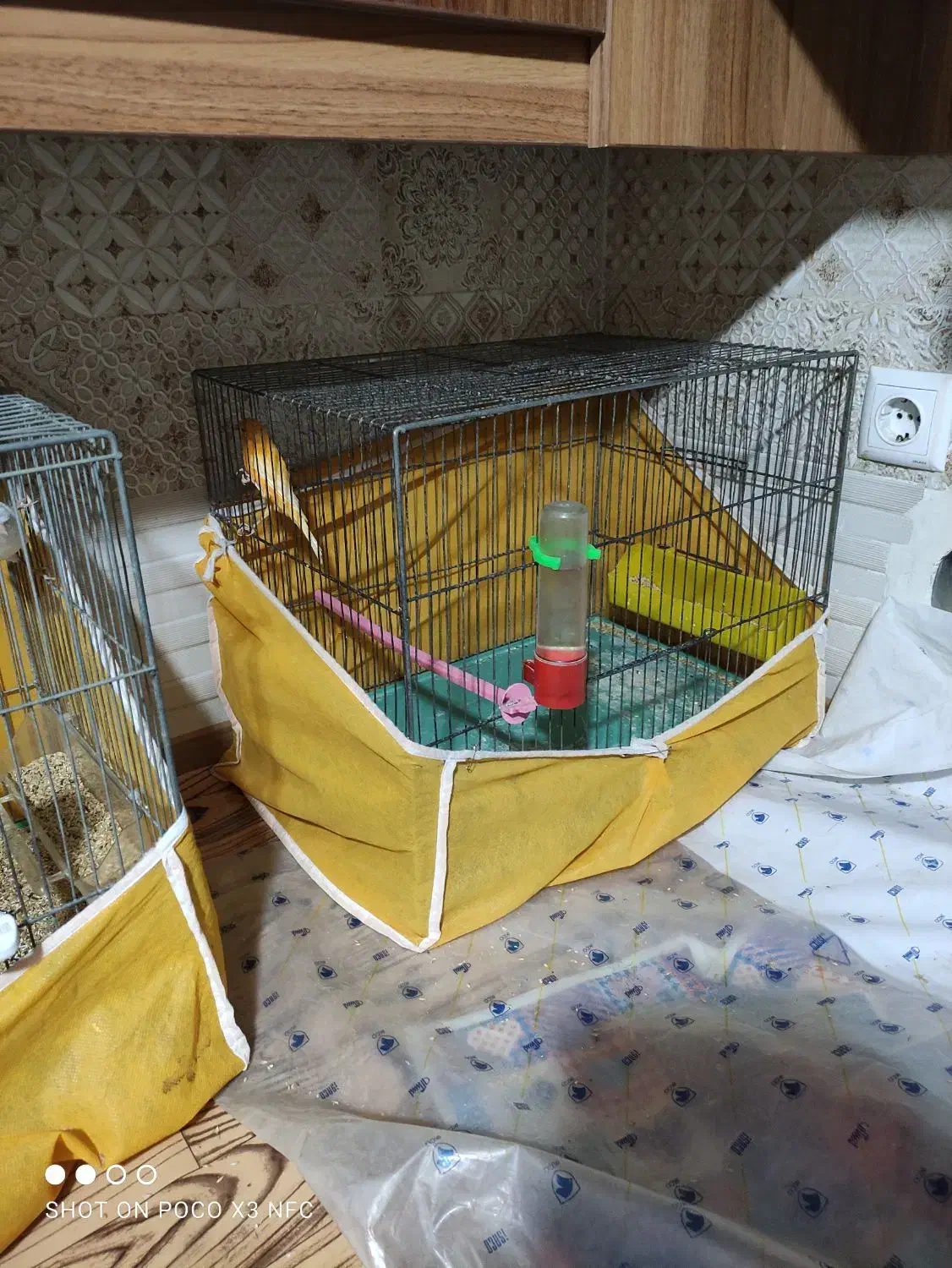 سه عدد قناری نر مست|پرنده|برخوار, |دیوار