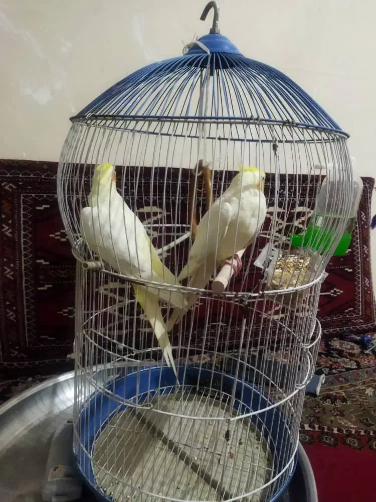 یک جفت عروس هلندی|پرنده|بومهن, |دیوار