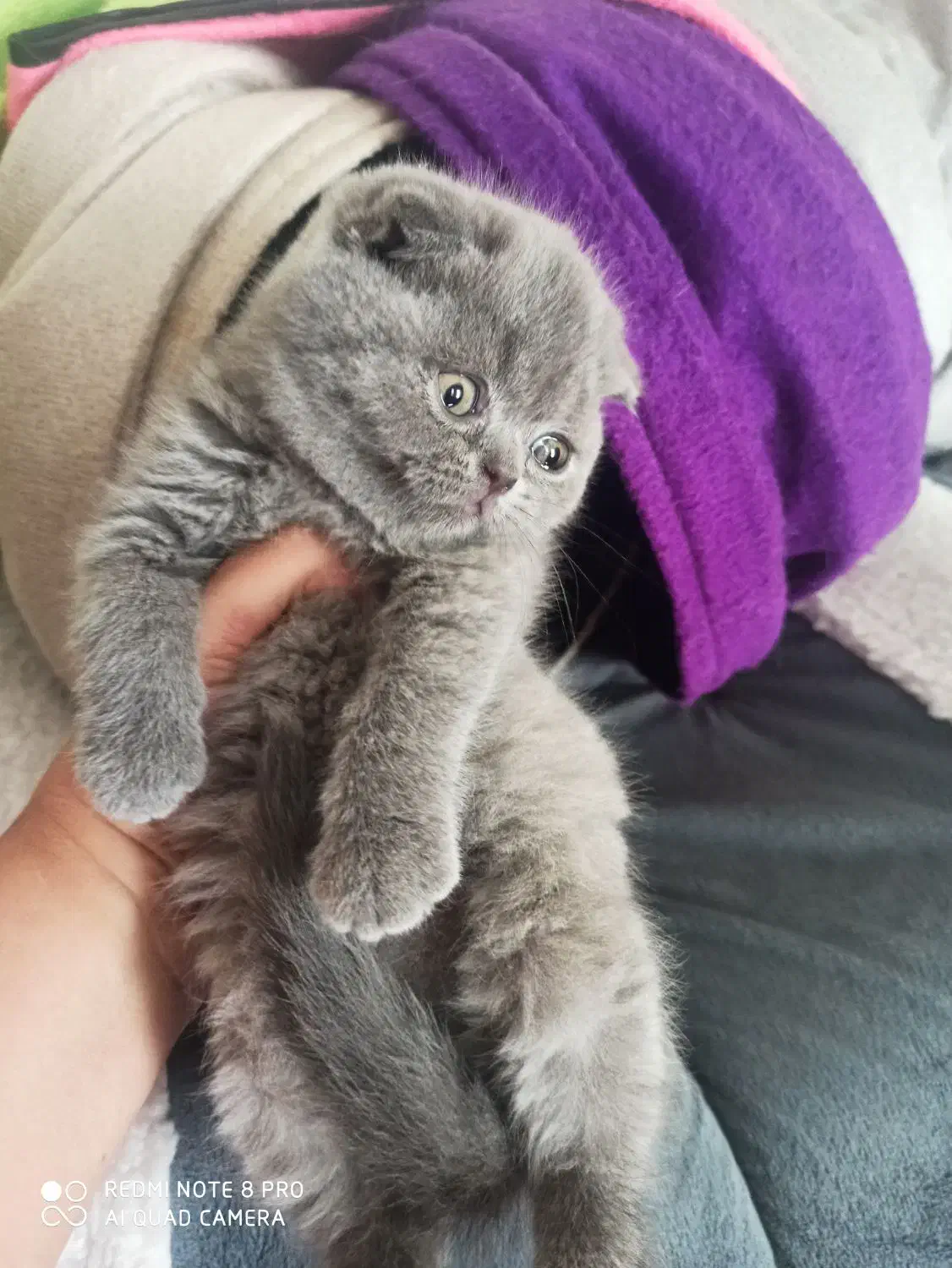 بریتیش واسکاتیش گلد وبلو|گربه|شیراز, معالیآباد|دیوار